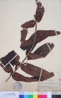 Specimen thumbnail